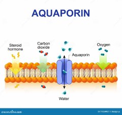 Hydagen Aquaporin /Хидаген Аквапорин